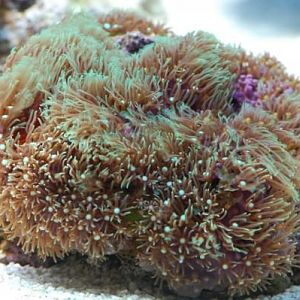 Green Star Polyps
DSC 6458