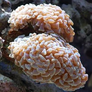 Branching Hammer
DSC 6460