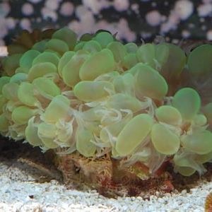 Green Bubble
DSC 6470