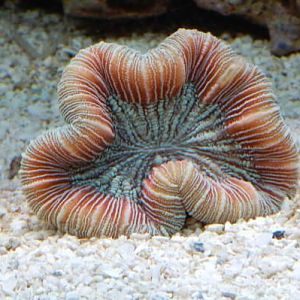 Trachophylia
DSC 6476