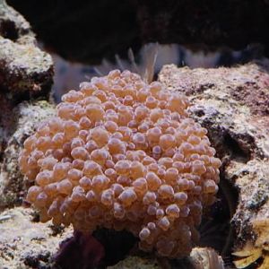 Short purple Frogspawn
DSC 6477