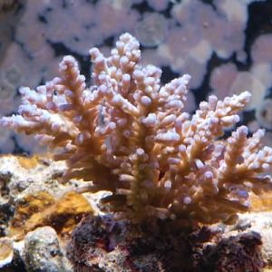 Acro sublata (sp?)
DSC 6480