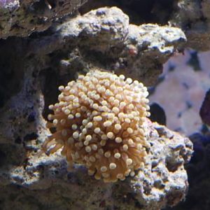 Short Yellow Torch
DSC 6484