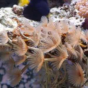 Colony of feather dusters
DSC 6489