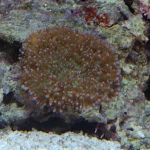 Mushroom ?? (came on LR)
DSC 6491