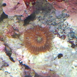 Don't know (came on LR)
DSC 6494