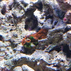 Orange zoa
DSC 6495