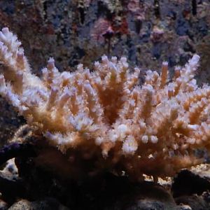 Acro unknown
DSC 6498