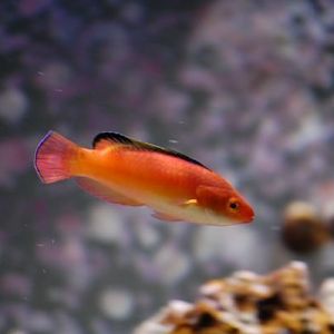 Rosy Fin Fairy Wrasse
DSC 5683