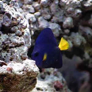 Purple Tang
DSC 5697