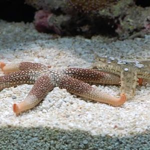 Nardoa and Sandsifting starfishes
DSC 5877