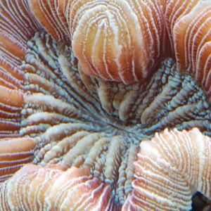 Trachophylia (close up)
DSC 5734