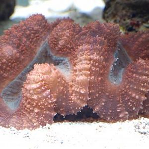 Red/green Lobophyllia
DSC 5614