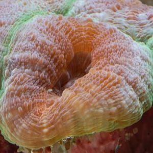 Aussie Branching Lobo (close up)
DSC 5738