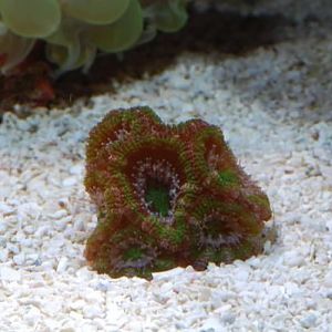 Purple/Green Acan frag
DSC 6468