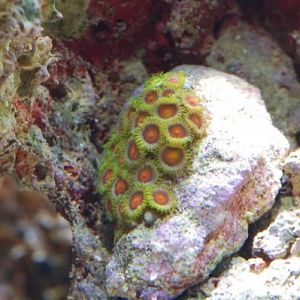 Zoas from DG
DSC 5555