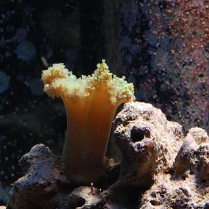 Green Nepthia
DSC 6504