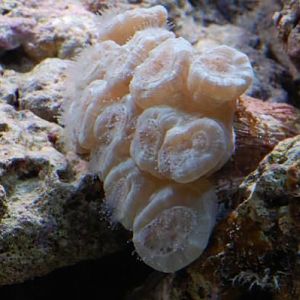 Blue Trumpets
DSC 6471