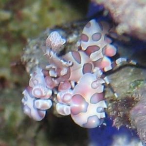Harlequin Shrimp