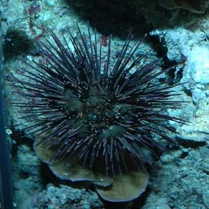 Urchin