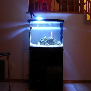 New tank - 26g bowfront