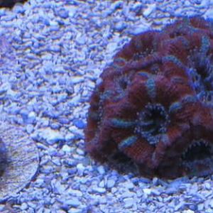 Acan4
