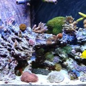 Tank shot January 2009