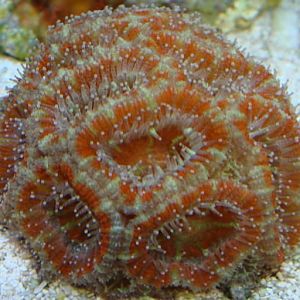Acan January 2009