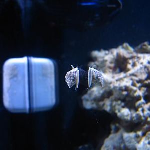 1 of 11 nassarius snails