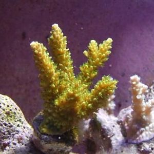 Boker Monster frag(geen lep)
1/23/09