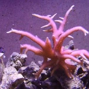 Grigor P.birdnest(8 months)
1/23/09