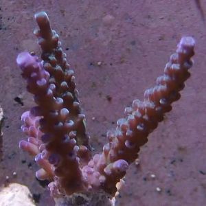 Boker ora? tort
1/23/09