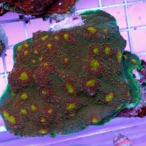 possible rastafarian