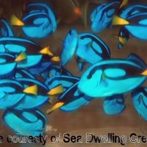 Australian Blue tangs