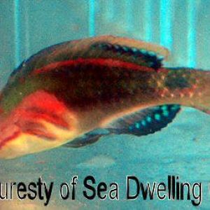 wrasseExquisiteAfrica