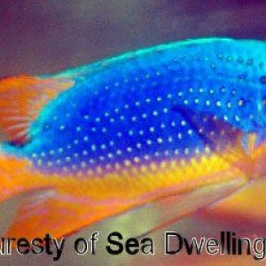 Tazmanian Devil Damsel