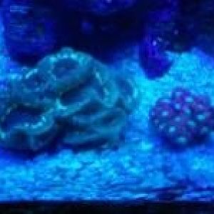 Blasto W and Blasto M.