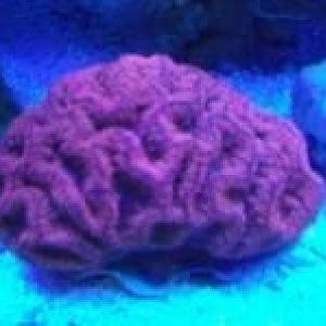 BFB Big F****** Blasto