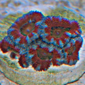 rainbow1 5polyp bens meeting