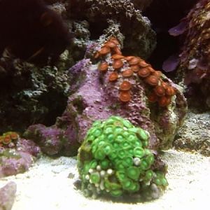 radioactive green zoa's