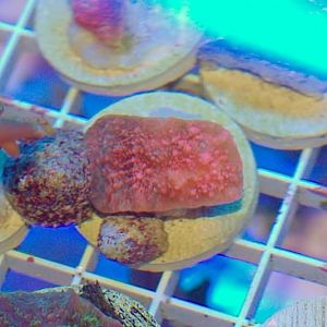 strawberry dream frag