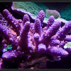 Acro Purple and Blue