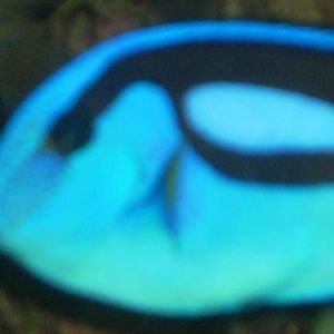 Jake the Blues Brother