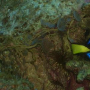 Elwood the Blues Brother