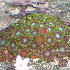 a couple eagle eye zoas mixed with others