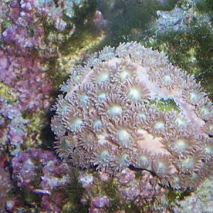 pagoda with hair algae