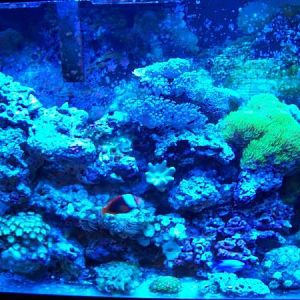 partial tank shot with atinics