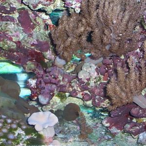 kenya tree and toadstool