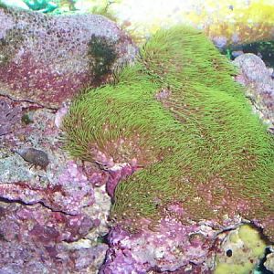 green star polyp