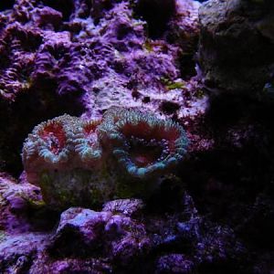 Aussie Acan - Notice the clean rock to the left/top where the longspine urchin's been, and the red b